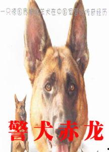 警犬赤龙,忠诚守护，勇闯天涯的警界传奇