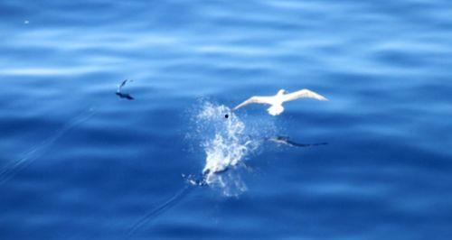 山鸟与鱼不同路,不同世界，共舞人生